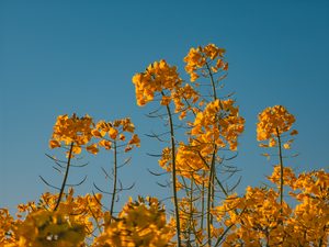 Rzepak fotografowany od dołu na tle bezchmurnego, błękitnego nieba